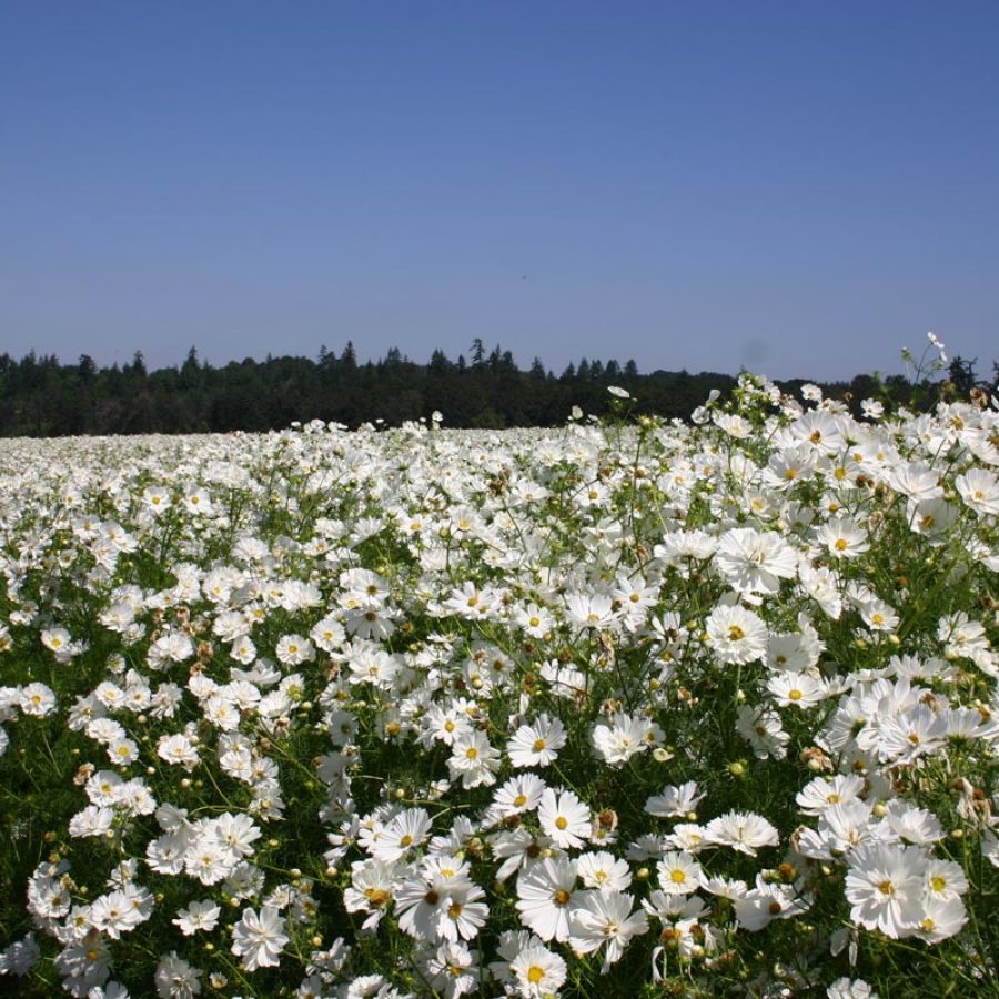 Silverton Wildflower Tours