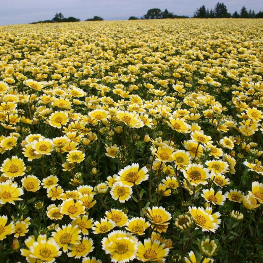 Silverton Wildflower Tours