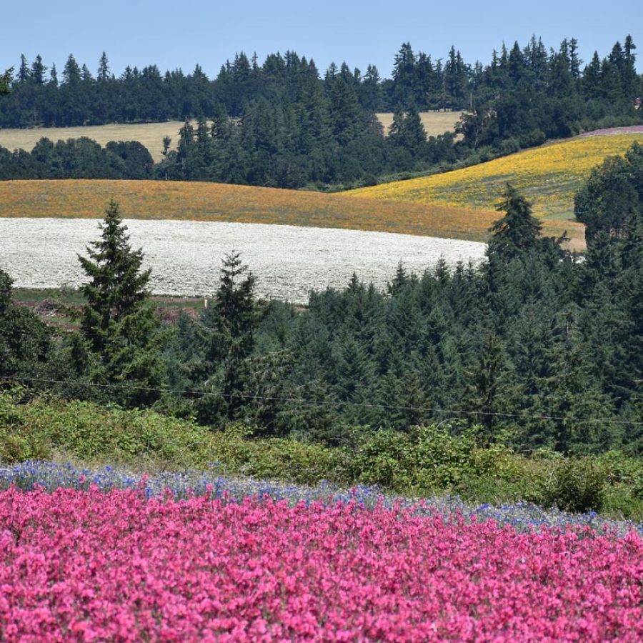 Silverton Wildflower Tours