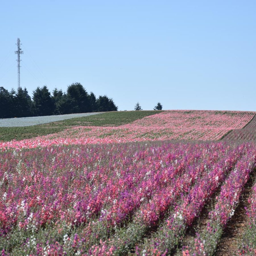 Silverton Wildflower Tours