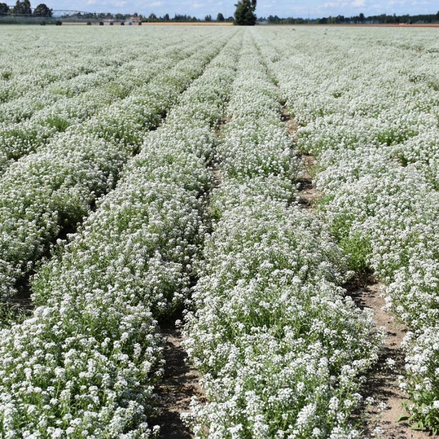 Silverton Wildflower Tours