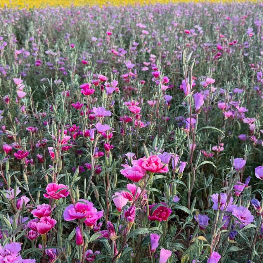 Silverton Wildflower Tours
