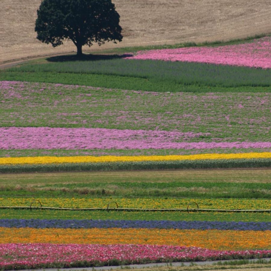 Silverton Wildflower Tours