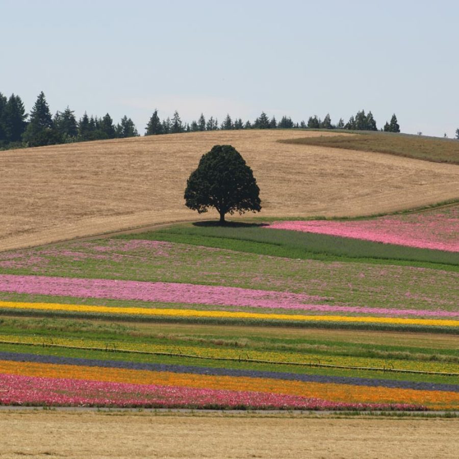 Silverton Wildflower Tours