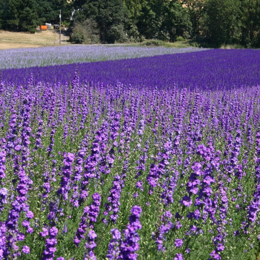 Silverton Wildflower Tours