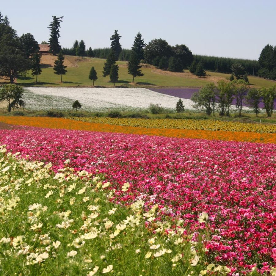 Silverton Wildflower Tours