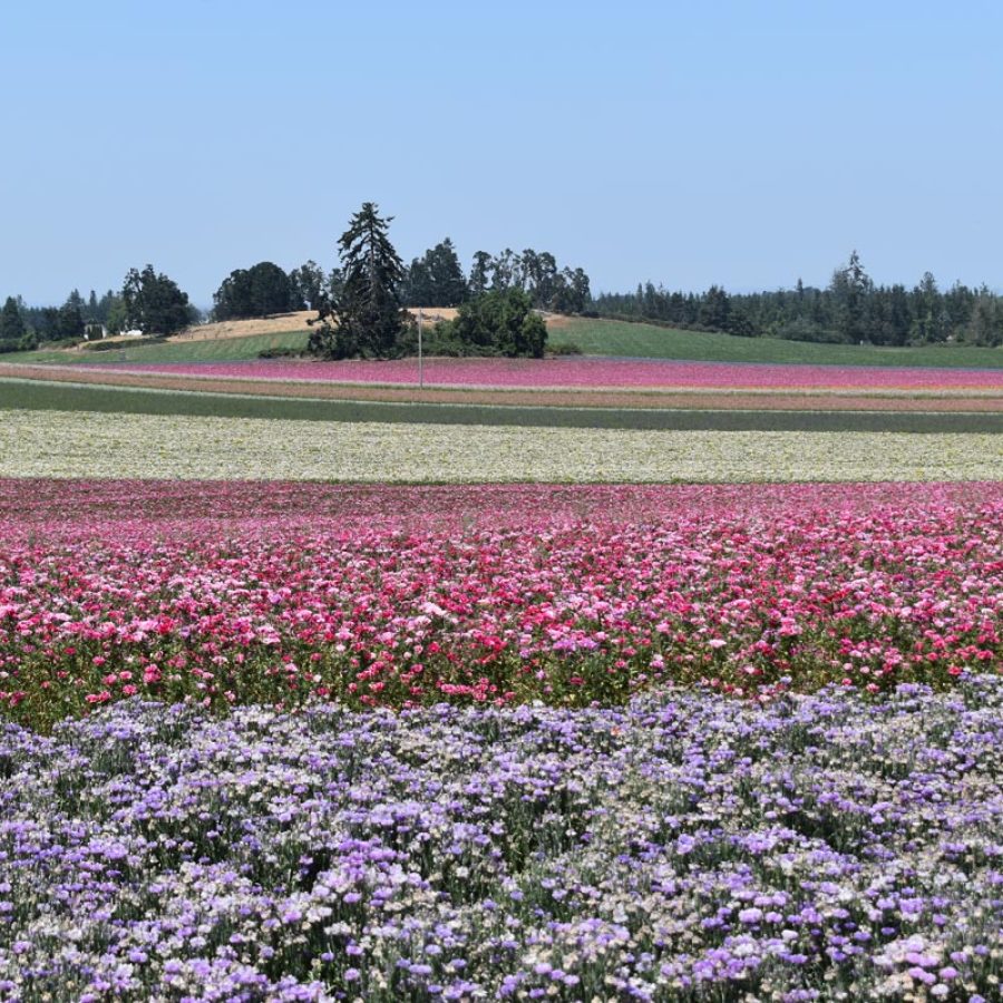 Silverton Wildflower Tours