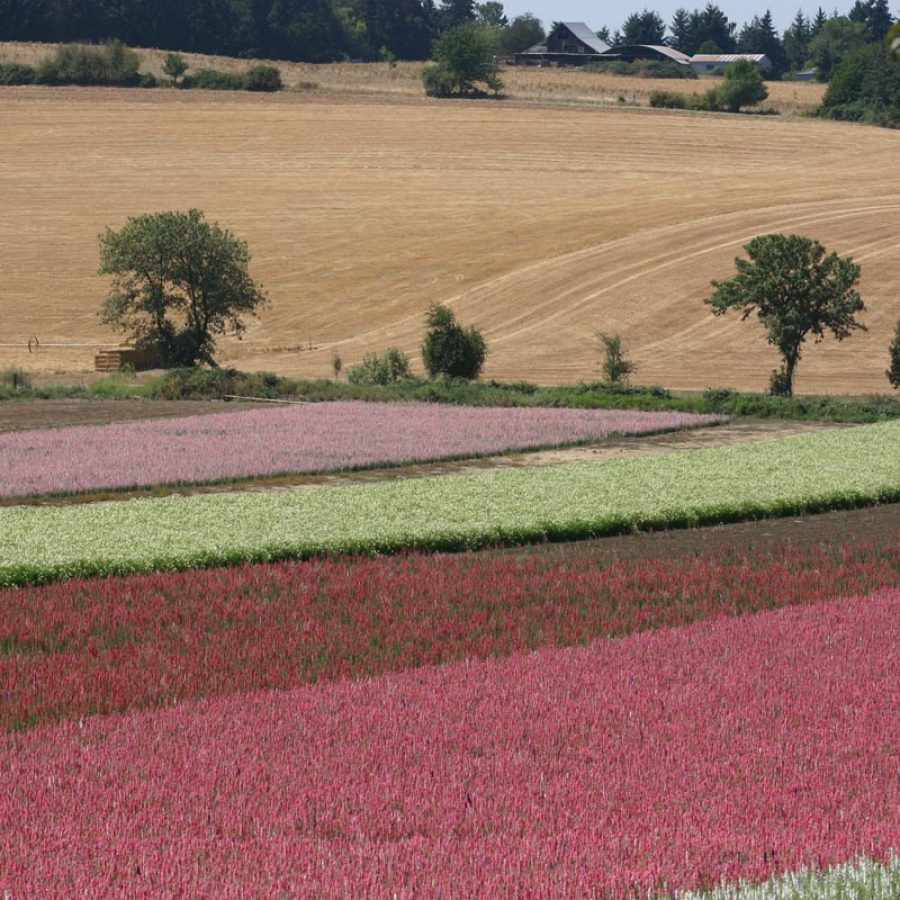 Silverton Wildflower Tours