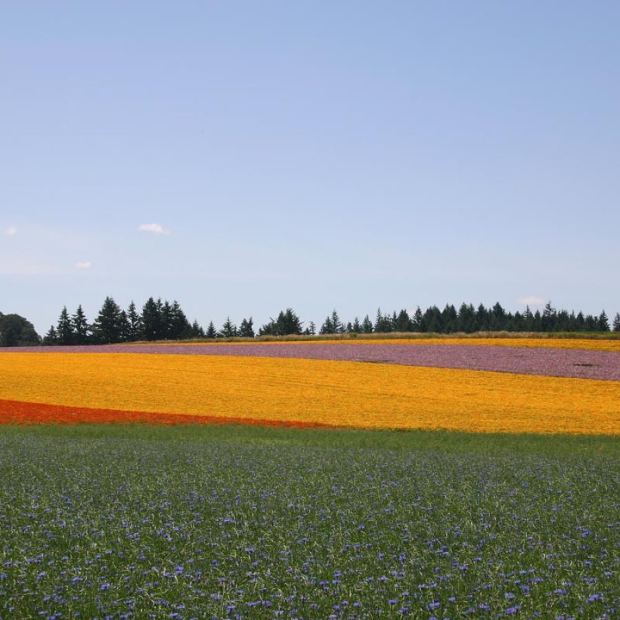 Silverton Wildflower Tours