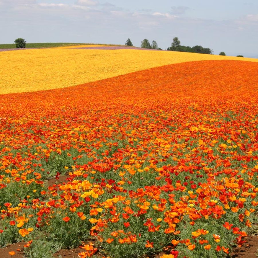 Silverton Wildflower Tours