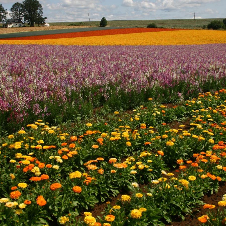 Silverton Wildflower Tours