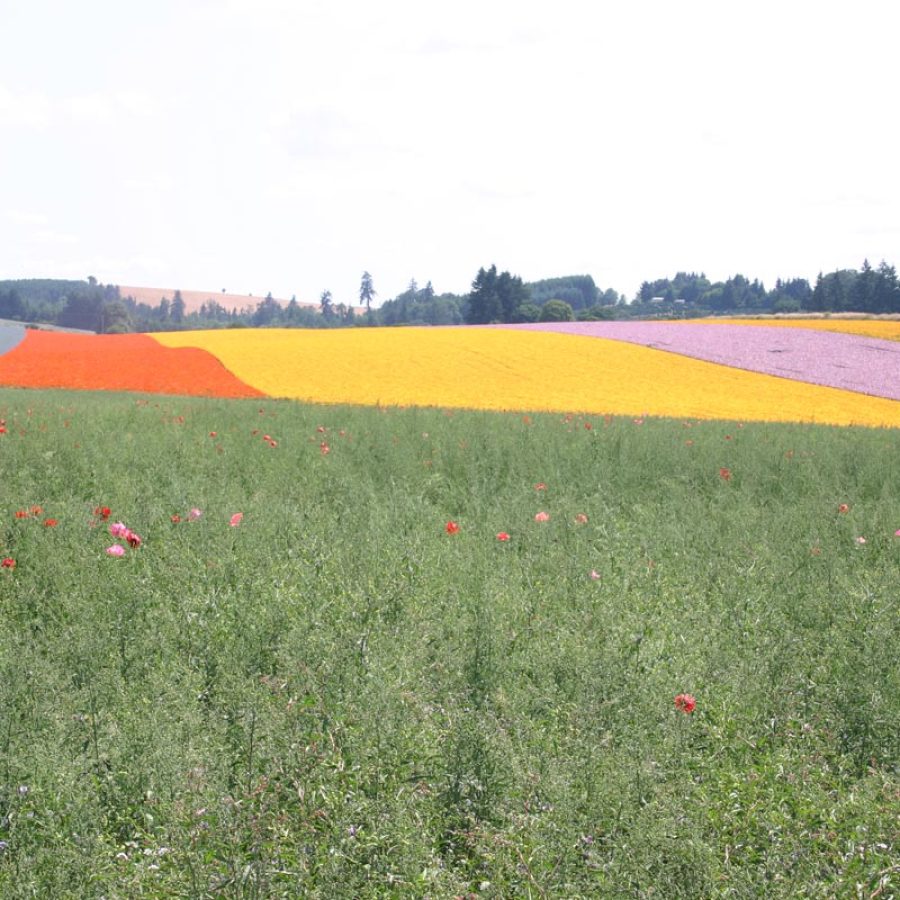 Silverton Wildflower Tours
