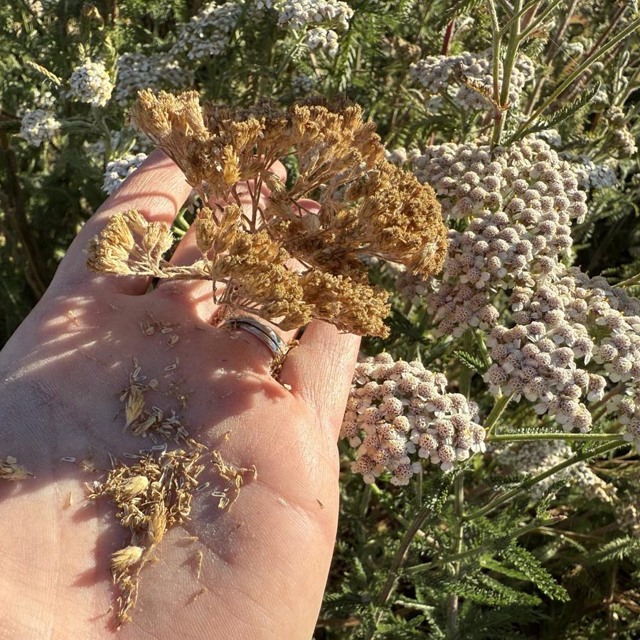 Silverton Wildflower Tours