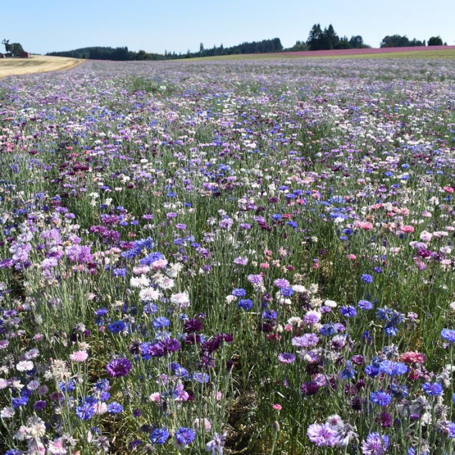 Silverton Wildflower Tours