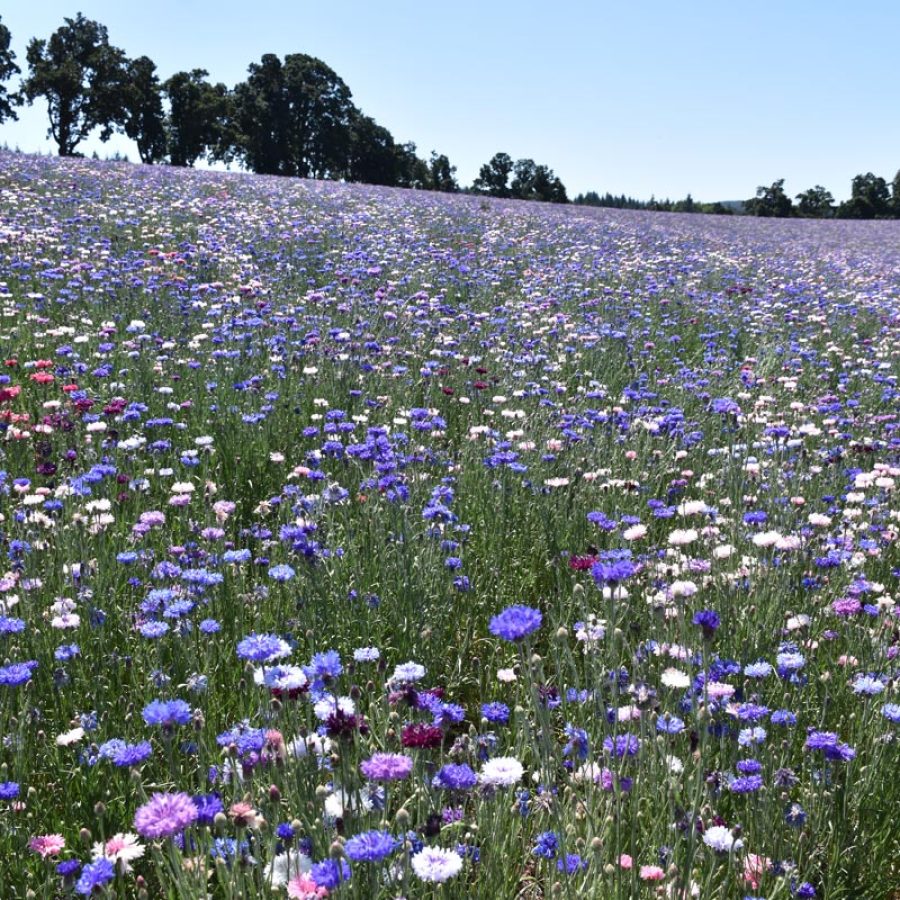 Silverton Wildflower Tours