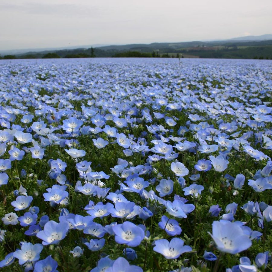 Silverton Wildflower Tours