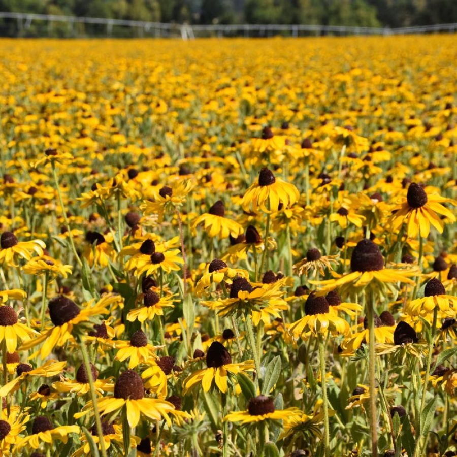 Silverton Wildflower Tours