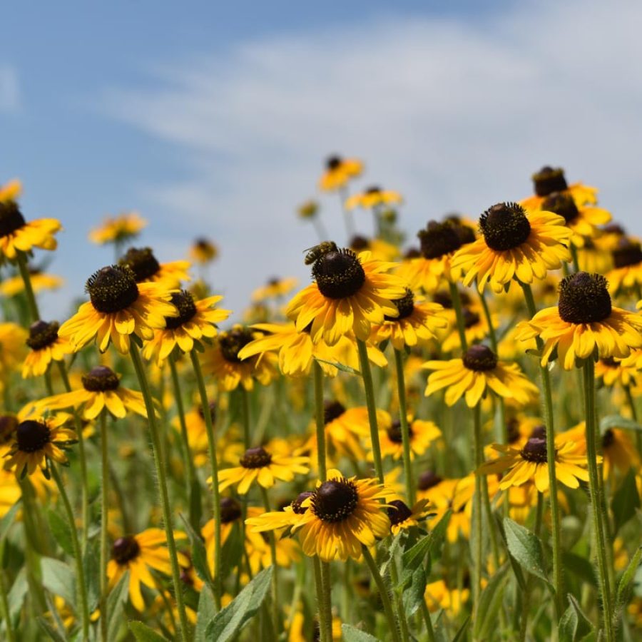 Silverton Wildflower Tours