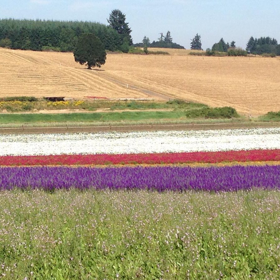 Silverton Wildflower Tours