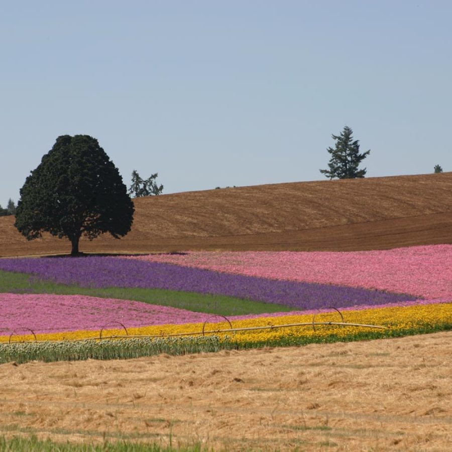 Silverton Wildflower Tours