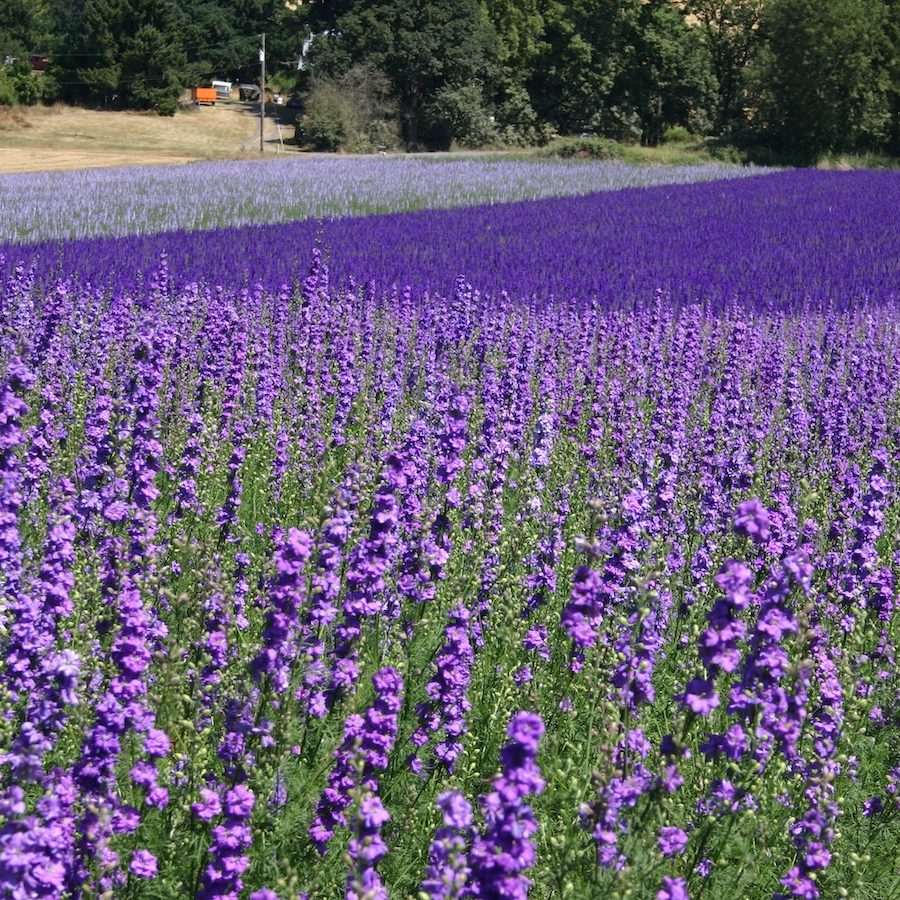 valley fields 081811 4 Angela