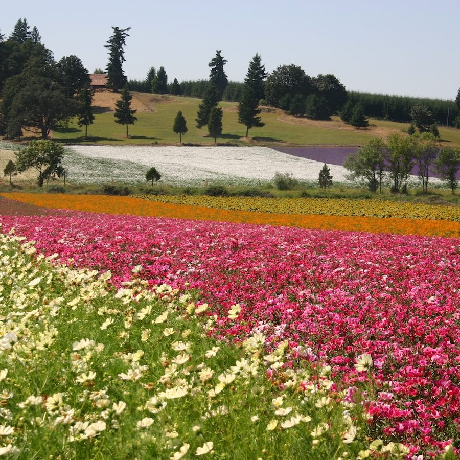 valley fields from melton_081811 3 Angela