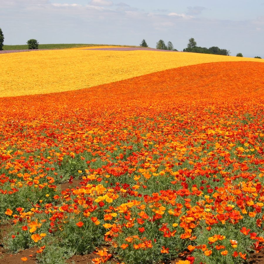 verrier fields_72211 7 Angela