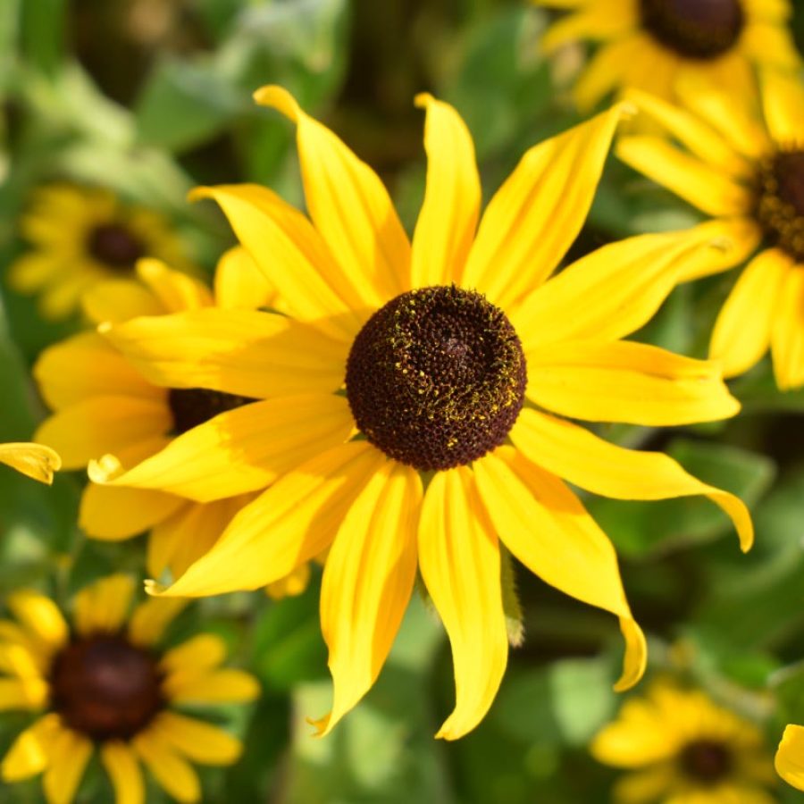Silverton Wildflower Tours