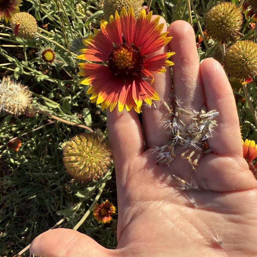 Silverton Wildflower Tours