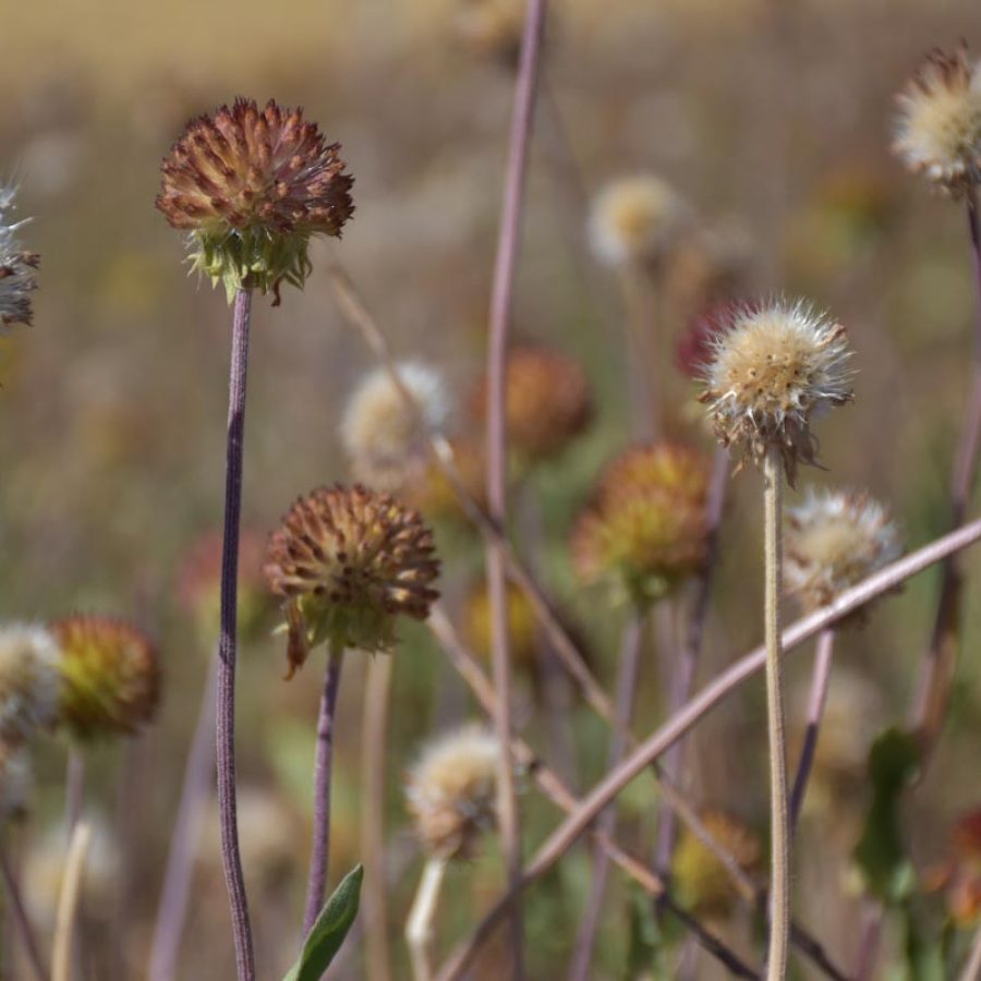 Silverton Wildflower Tours