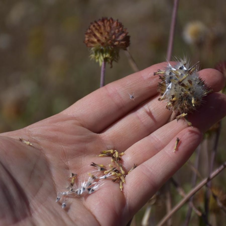 Silverton Wildflower Tours